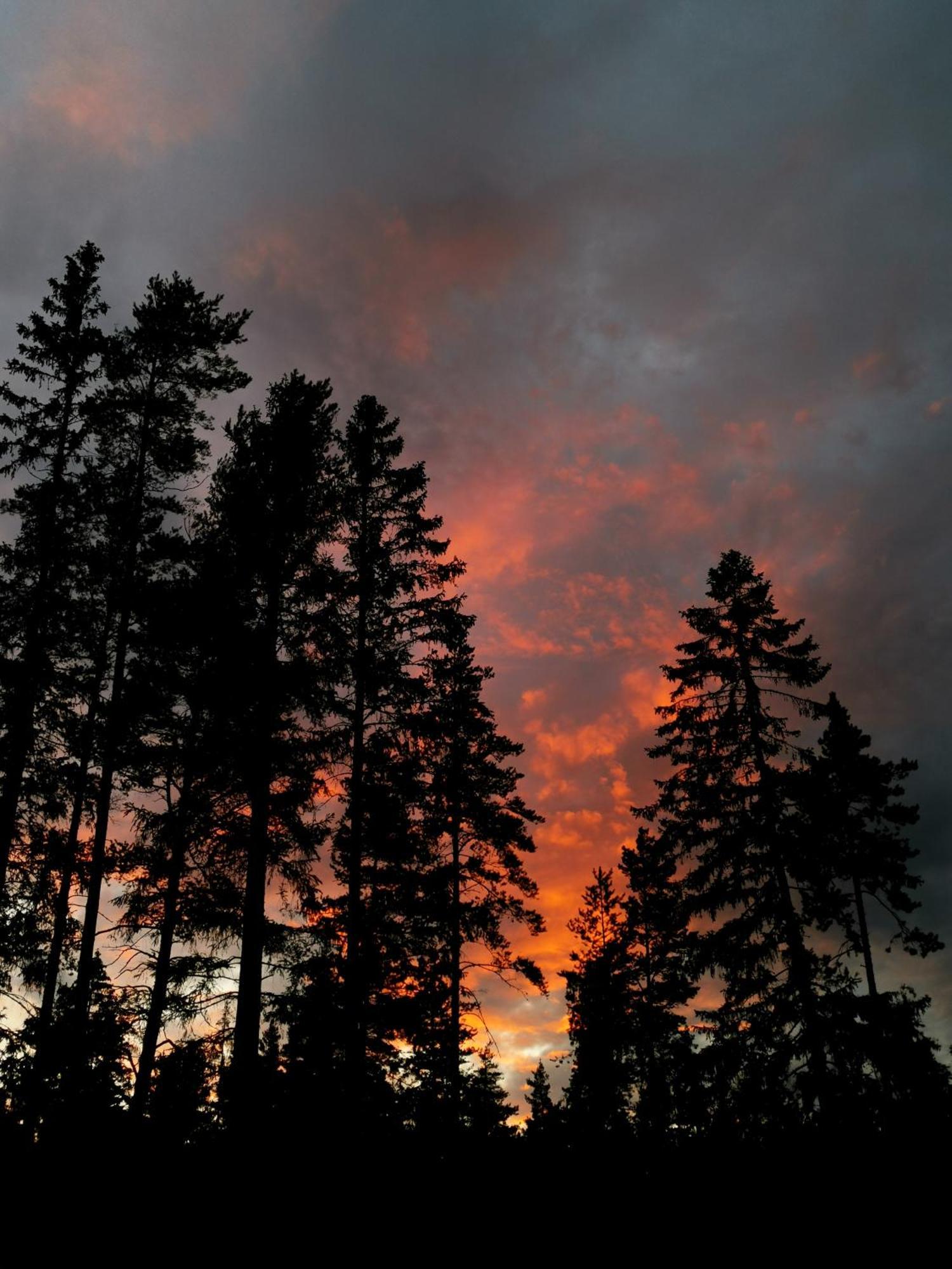 Blackwood
